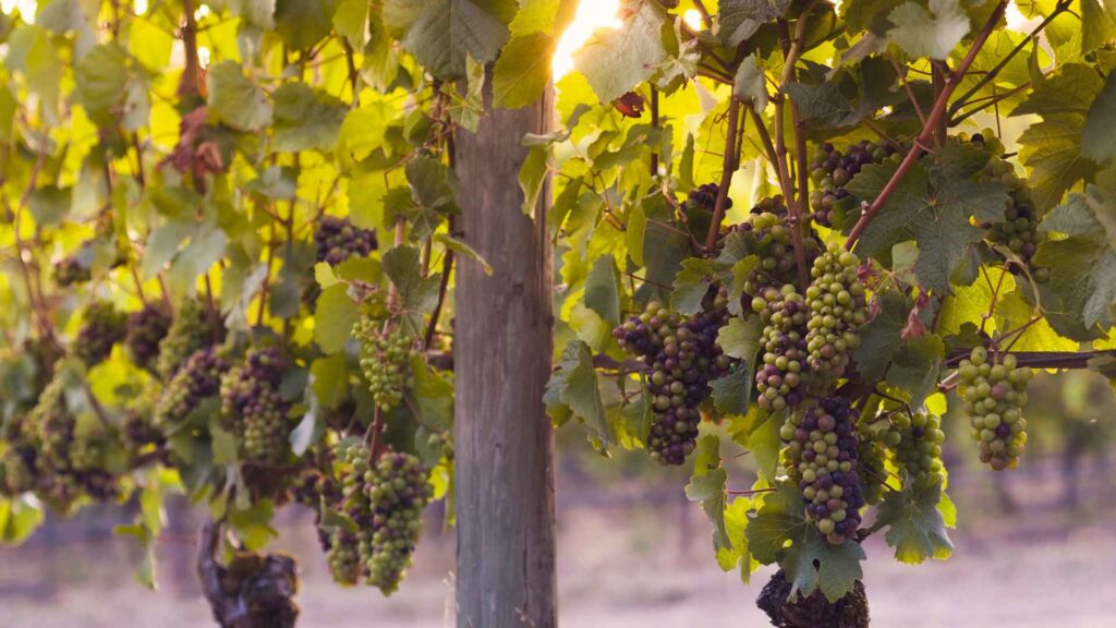 Babcock-Vineyards-on-ArchitecturesLab