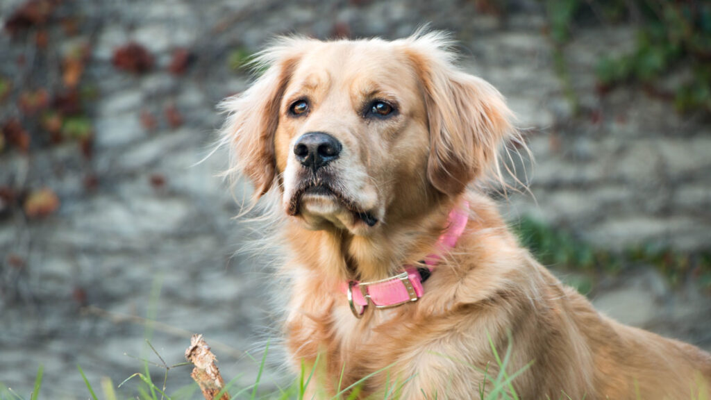 When-Should-You-Put-a-Collar-on-Your-Puppy-on-architectureslab