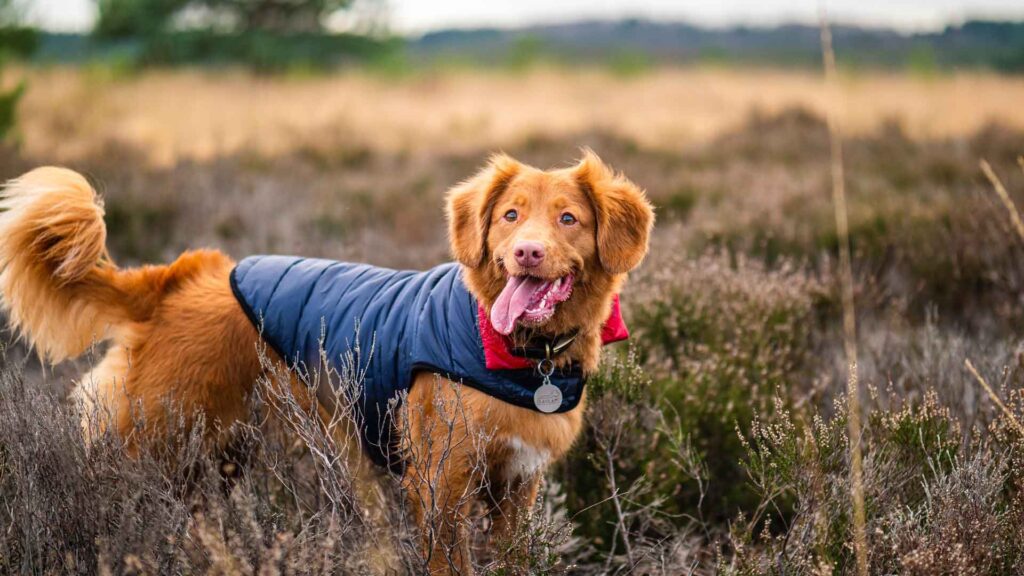 Know-About-the-Amazing-GPS-Dog-Trackers-&-Collars-On-ArchitecturesLab
