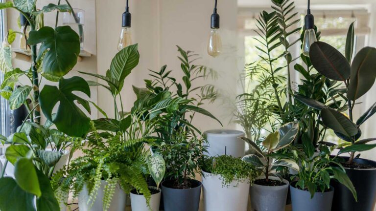 Tips-to-Assist-Your-Houseplants-Thrive-This-Winter-on-architectureslab