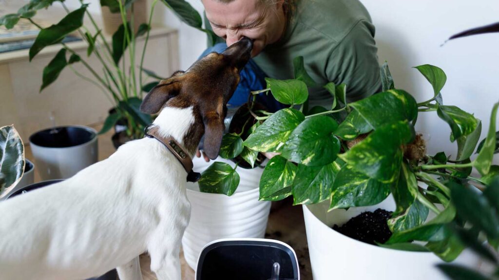 Let’s-Know-About-Healthy-Lifestyle-Tips-for-Your-Pet on-architectureslab